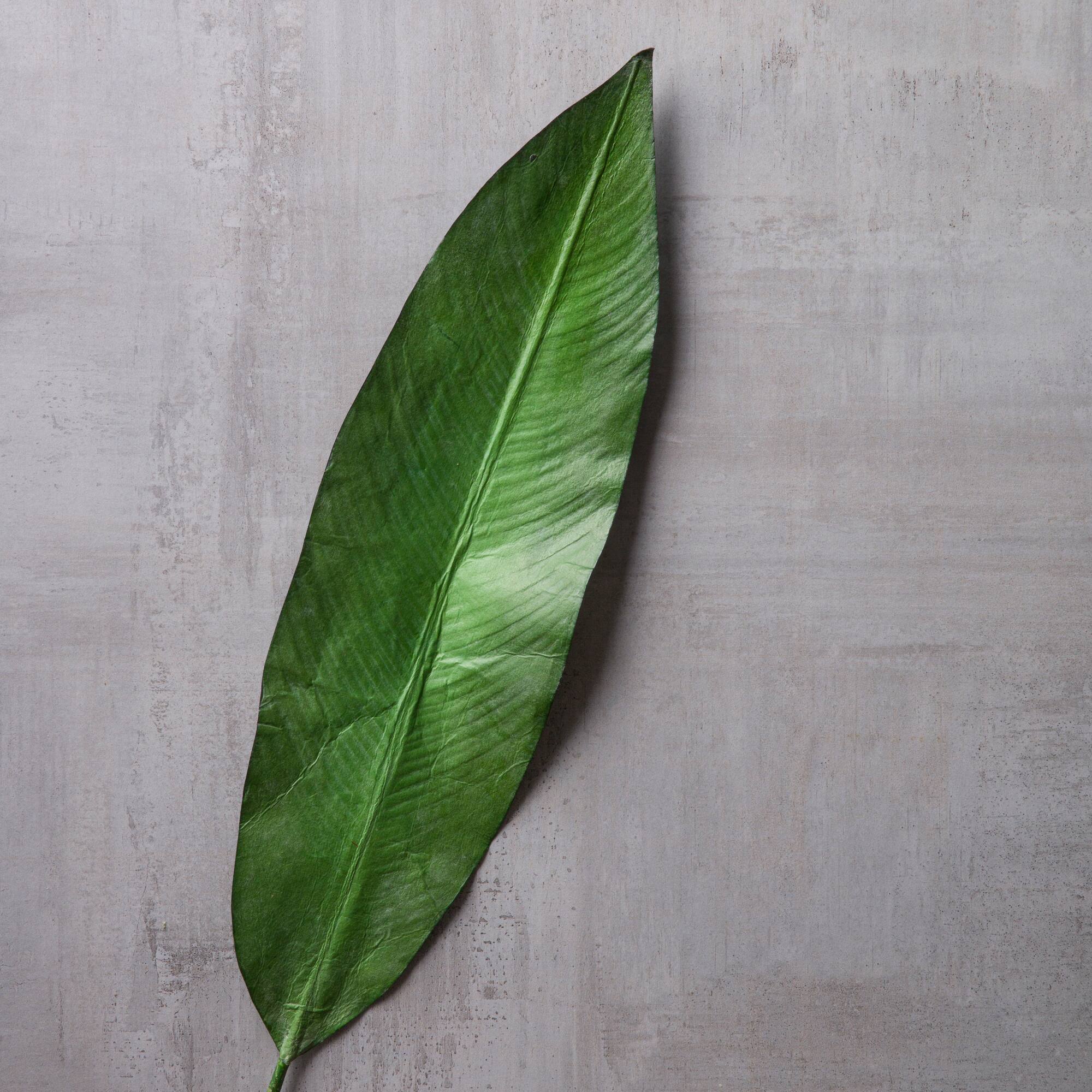 16 Pack: Green Tropical Bird Of Paradise Leaf Spray by Ashland®